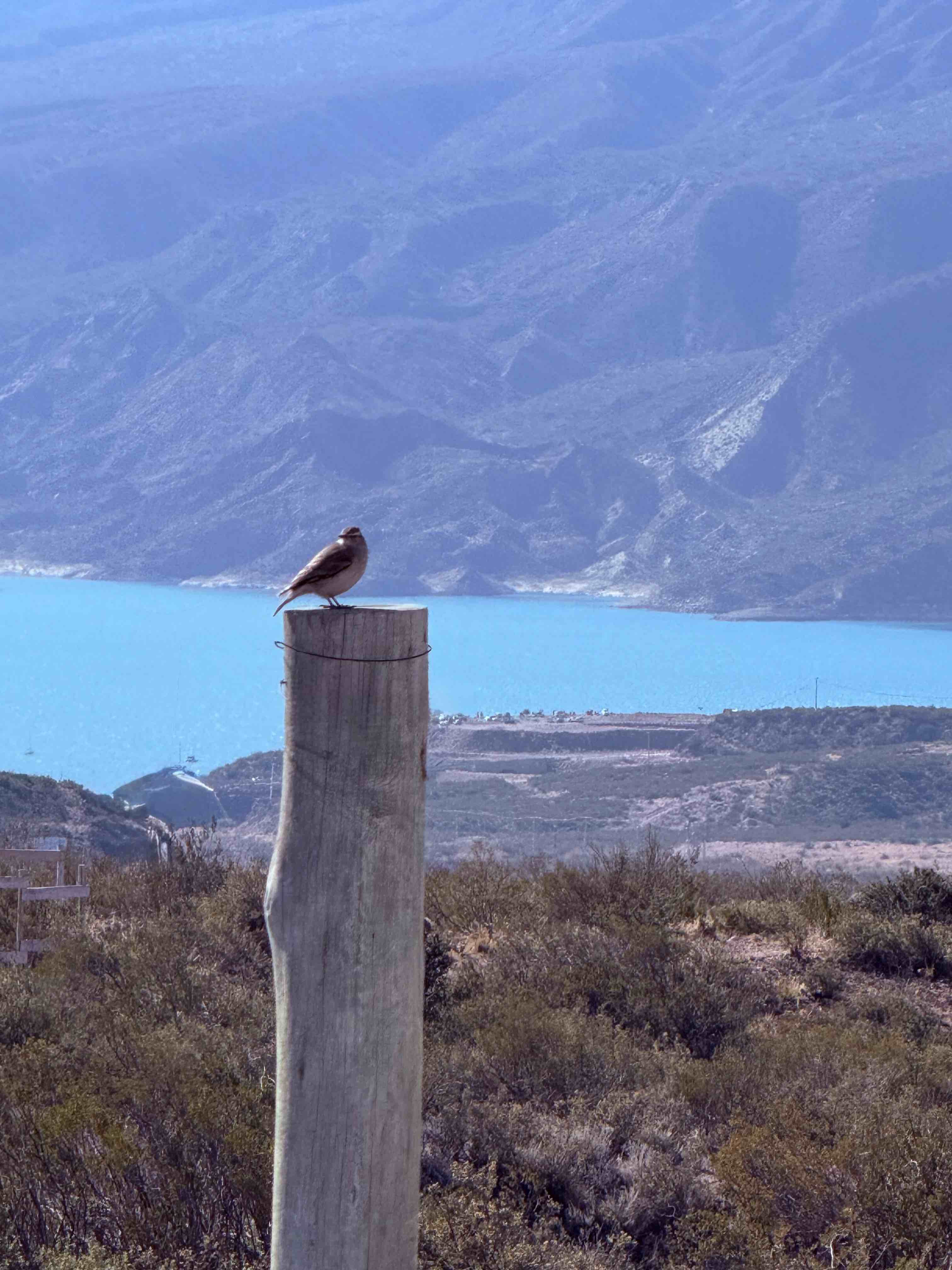 Lago Potrerillos y aves del paisaje