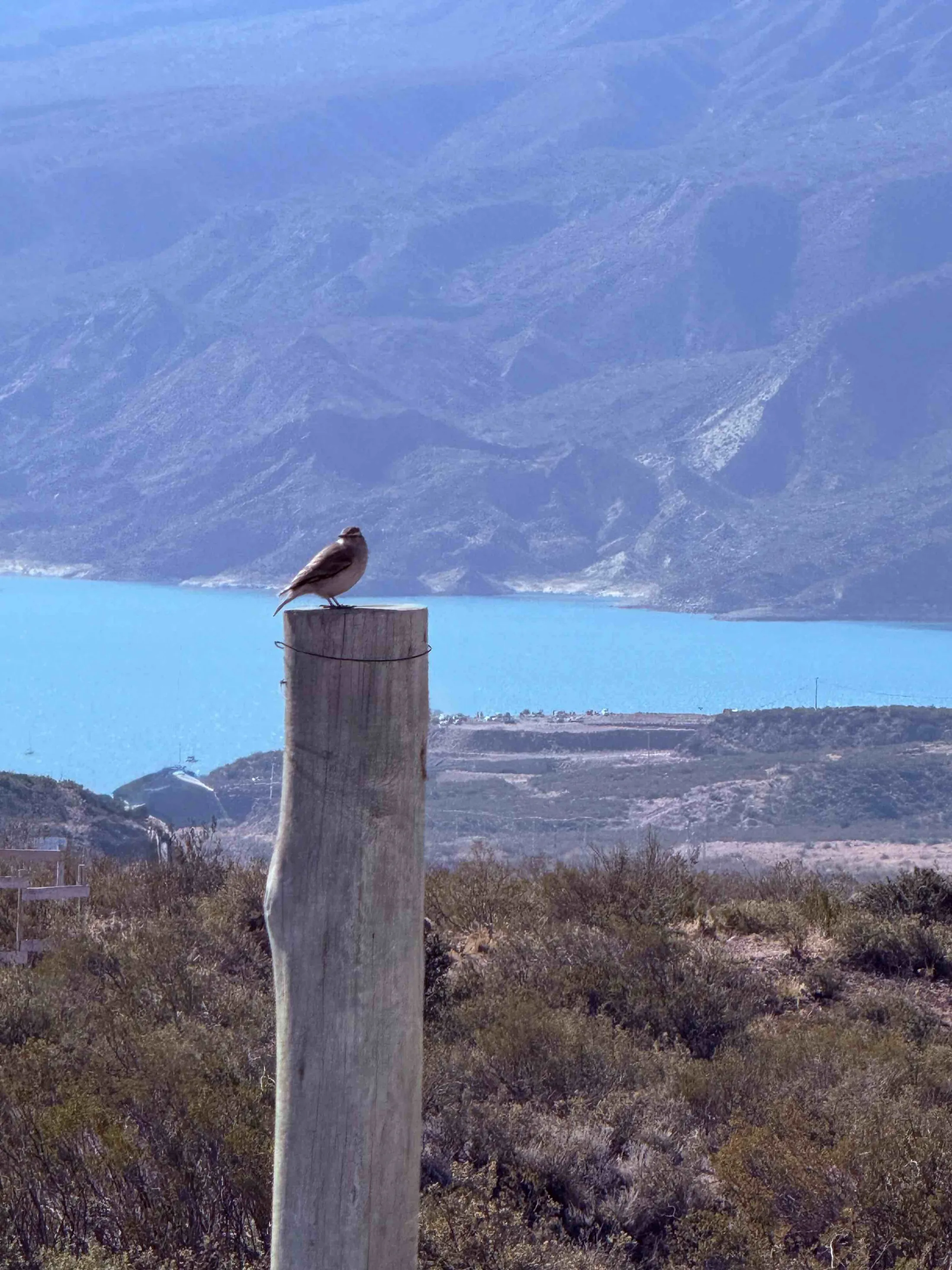 Lago Potrerillos y aves del paisaje
